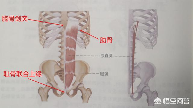 卷腹和仰卧起坐哪个更能锻炼腹肌?