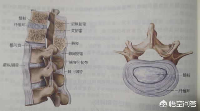 卷腹和仰卧起坐哪个更能锻炼腹肌?