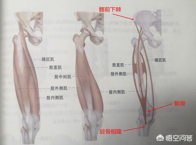 卷腹和仰卧起坐哪个更能锻炼腹肌?