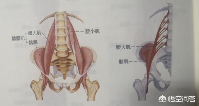 卷腹和仰卧起坐哪个更能锻炼腹肌?