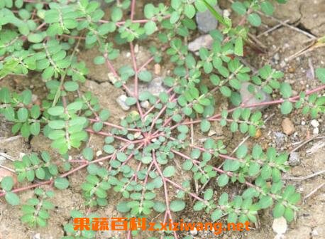 千根草的功效与作用及药用价值