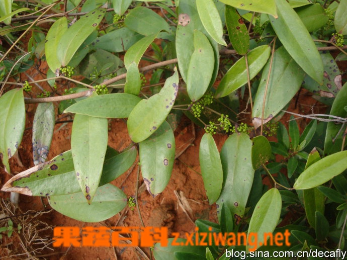 土茯苓的功效