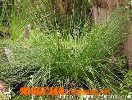 灯心草的功效与作用