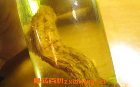 天麻泡酒有什么功效 喝天麻泡酒的好处