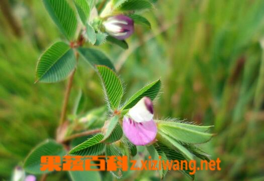 掐不齐的功效与作用 掐不齐的药用价值