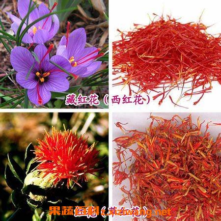草红花与藏红花的区别