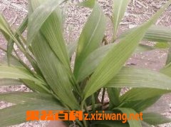 淡竹叶的吃法