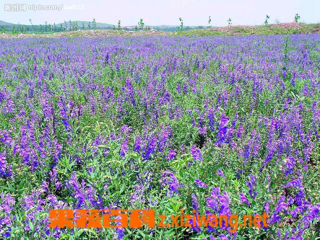 黄芩的功效与作用
