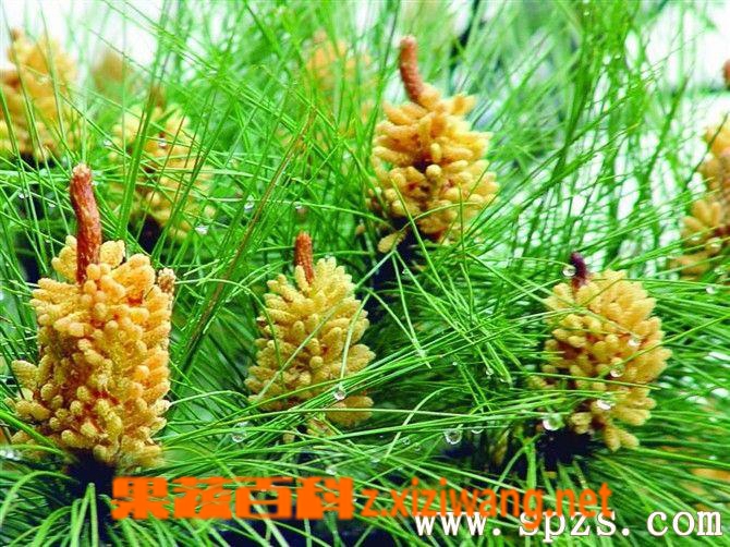 松花粉的副作用