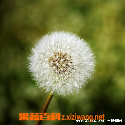 蒲公英功效与作用 蒲公英泡水喝的功效
