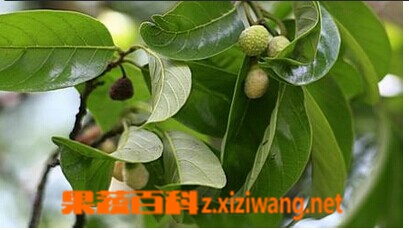 白桂木的功效与作用