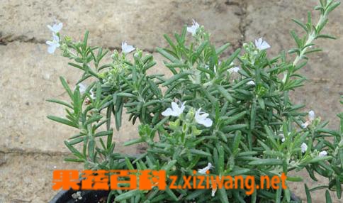 什么是迷迭香 迷迭香的功效作用与食用方法