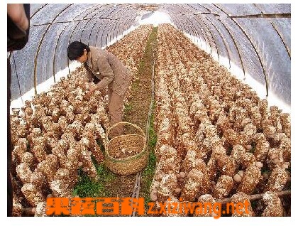 蝉花的保存方法和食用方法