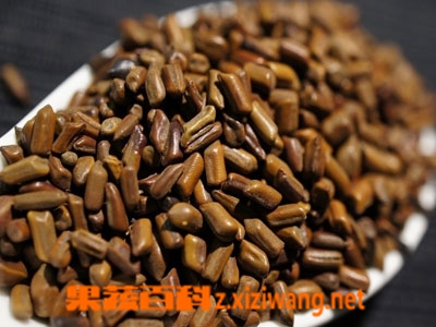 决明子泡水喝的功效和好处