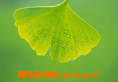 银杏叶片的功效与作用