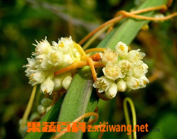菟丝子的功效