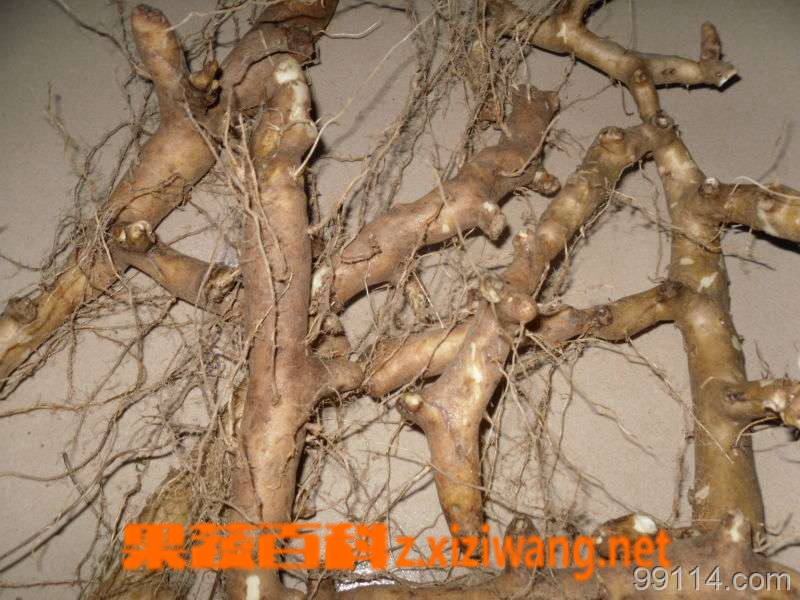 穿山龙的功效与作用