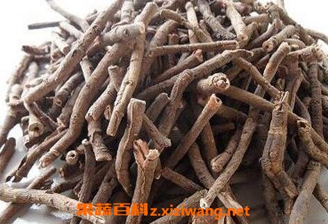 中药牡丹皮的功效与作用及禁忌