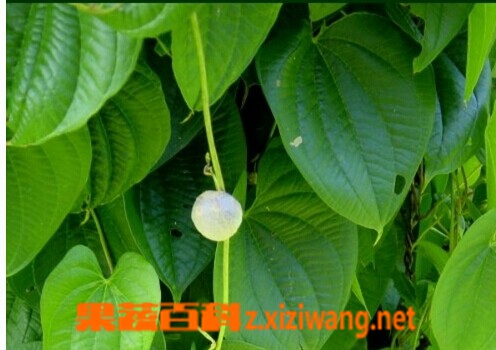 红药子的功效与作用