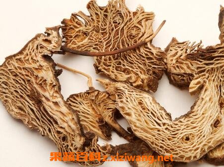 升麻的功效与作用 升麻的禁忌及食用方法