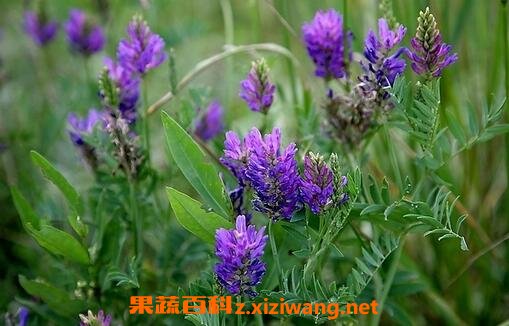 黄芪叶子和花的功效与作用