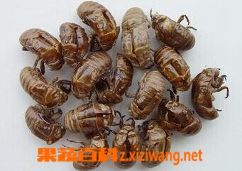 蝉蜕的作用功效和食用方法