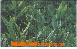 铁罗汉的功效与作用