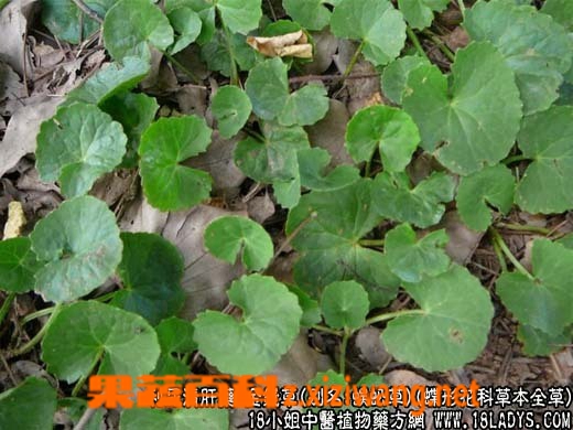 金钱草功效