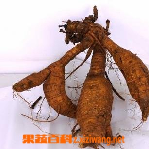 葛根的功效和作用