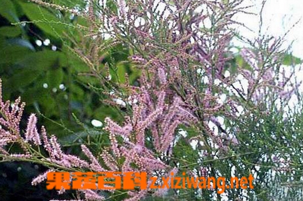 垂丝柳的功效与作用