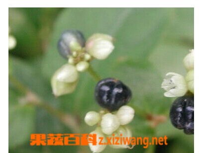 火炭母的功效与作用有哪些