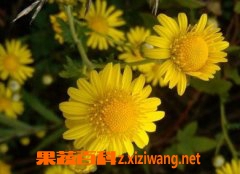 野菊花的功效与作用及食用方法