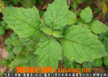广藿香的功效与作用