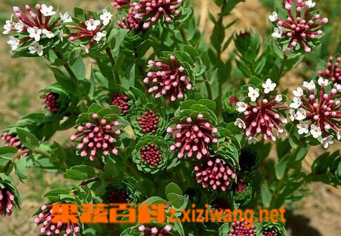中药狼毒的药用价值与功效