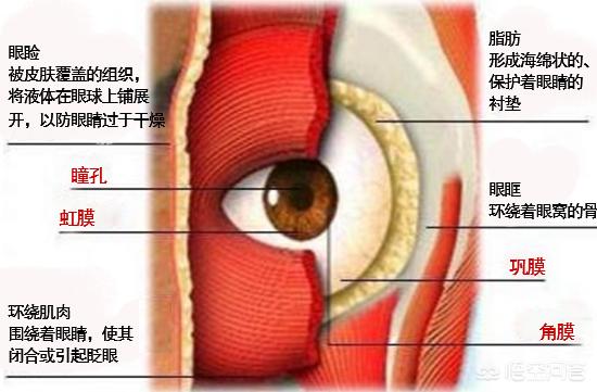 人上了40岁以后眼袋很严重，有什么好的方法可以有效祛眼袋？
