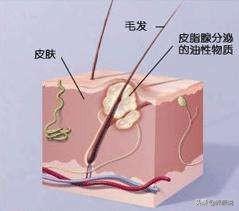 干性皮肤好还是油性皮肤好?