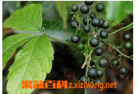 绞股蓝的食用方法