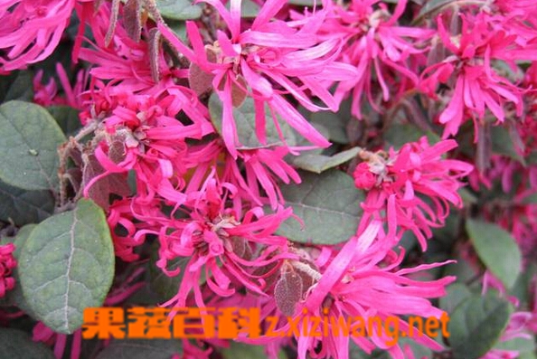 红花檵木的功效与作用
