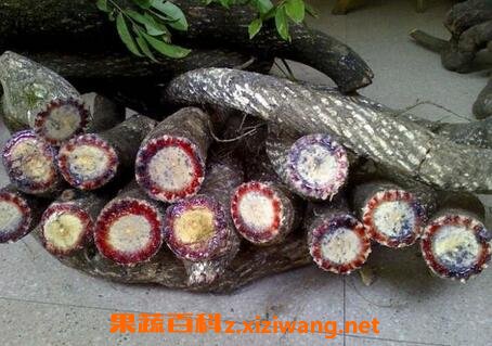血风藤的功效与作用 血风藤有哪些药用功效