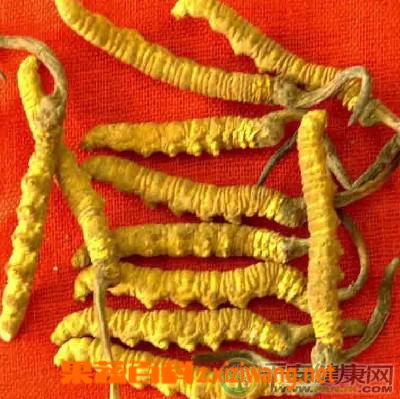 冬虫夏草能治阳痿吗