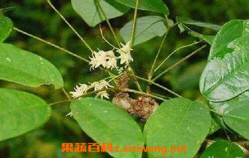 中药牛藤的功效与作用 牛藤的禁忌