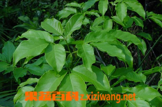 三桠苦的功效与作用