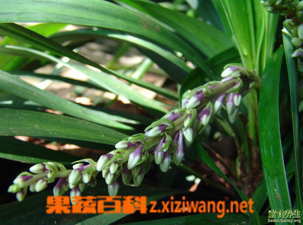 麦门冬的功效与作用