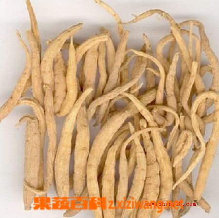 太子参的作用和副作用