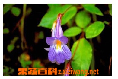 斑叶唇柱苣苔的功效与作用