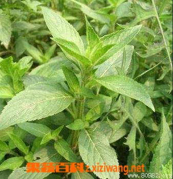 荆芥的功效