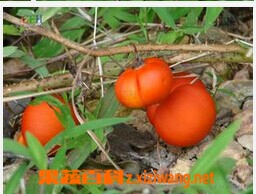 黄果茄的功效与作用