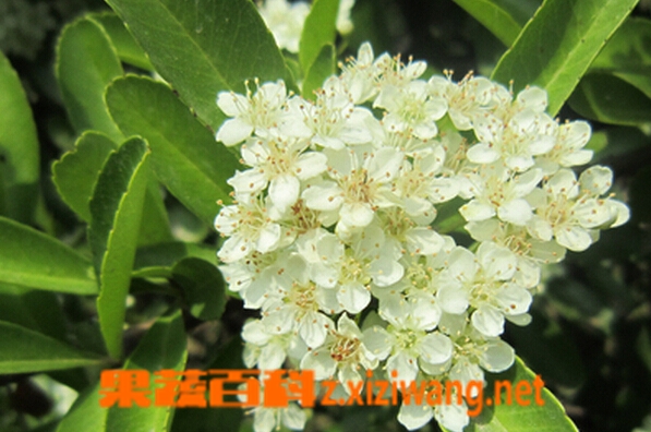石楠花的功效与作用