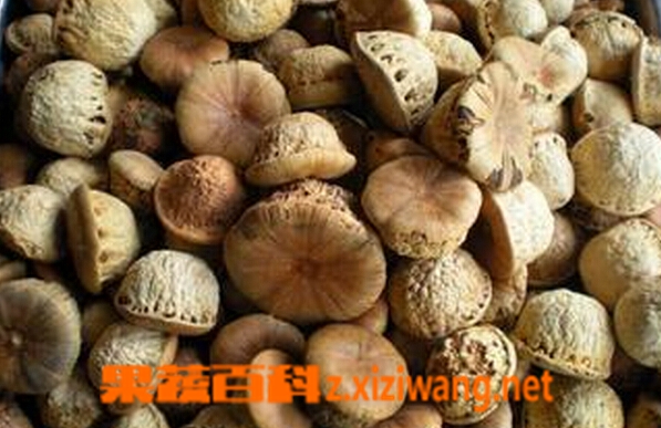壮阳果泡水喝管用吗 壮阳果泡水喝的功效