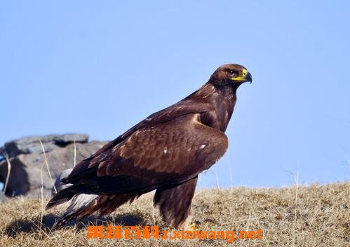 金雕的药用价值与功效